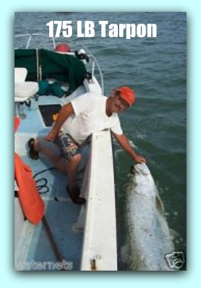 175 lb Tarpon caught by Capt Jay Masters in the Gulf of Mexico.